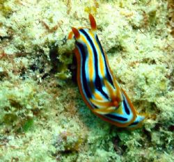 Taken at Sipadan Island, East Malaysia by Dennis Siau 